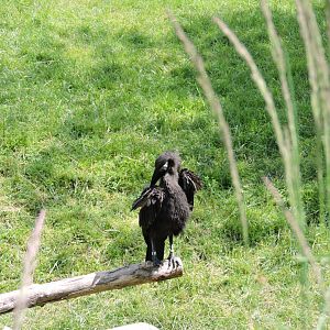 Southern Ground Hornbill Chick