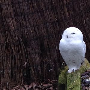 Snowy Owl
