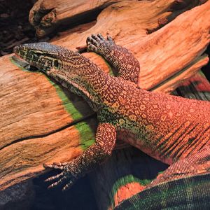 Nile Monitor - Righty