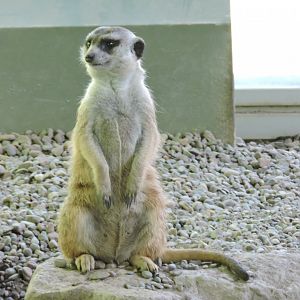 Meerkat