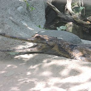 False Gharial - Fernando