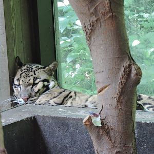 Clouded Leopard