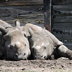 Indian Rhinos - Asha and Nandu