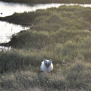 Arctic Fox - Alaska