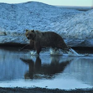 Brown Bear - Alaska