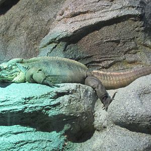 exuma rock iguana