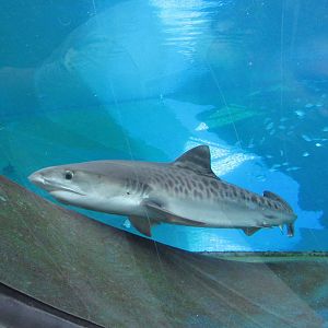 Tiger shark