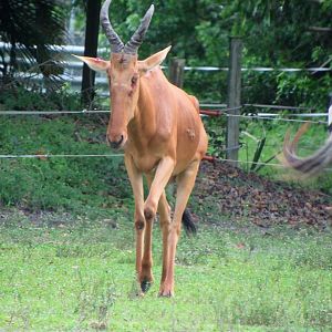 Jackson's hartebeest