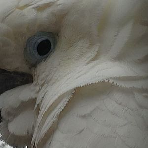 ID? Cockatoo
