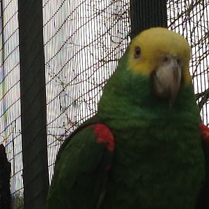 Yellow-Crowned or Yellow-Headed Amazon?