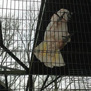 Salmon-Crested Cockatoo?