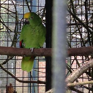 Yellow-Crowned Amazon?