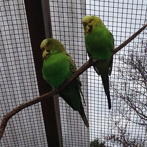 Budgerigars
