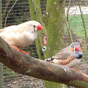 Zebra Finches