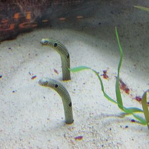 spotted garden eels