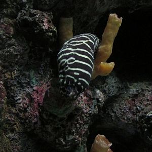 zebra moray