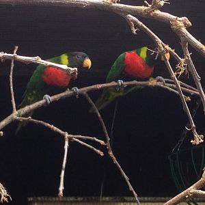 Scarlet-Breasted Lorikeets