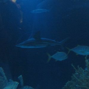 sandbar shark and snappers