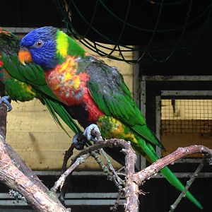 Swainson's or Coconut??