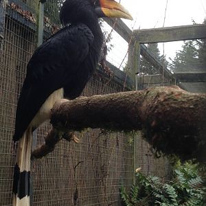 Rhinoceros Hornbill