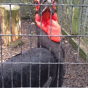 Southern Ground Hornbill