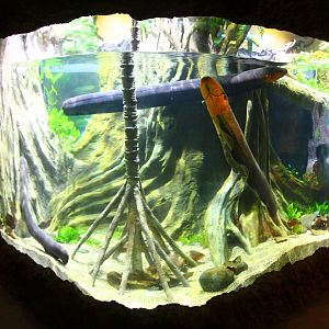 Amazon Flooded Forest -  Electric Eel exhibit