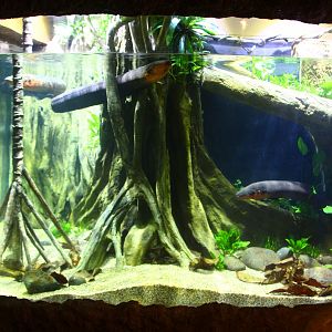 Amazon Flooded Forest - Electric Eel exhibit