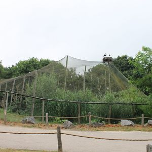 Aviary African wading-birds