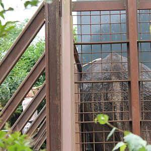 Skin-care African elephant
