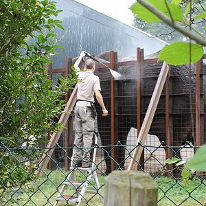 Cleaning African elephant