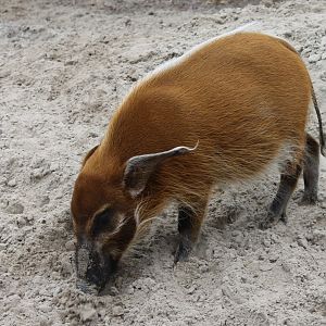 Red river hog