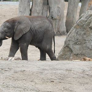 African elephant calf