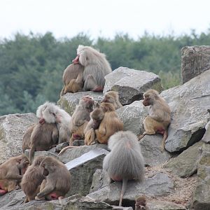 Hamadryas baboons