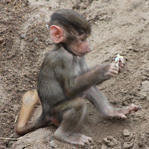 Hamadryas baboon young