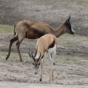 Springboks