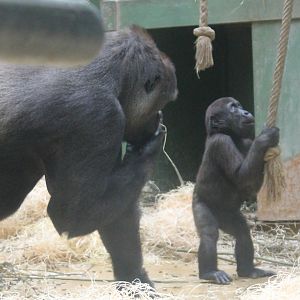 Gorilla with young