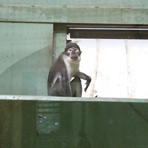 White-naped mangabey