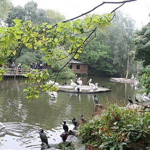 Pelican - Cormorant enclosure