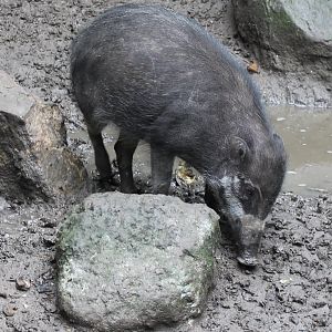 Visayan warty hog