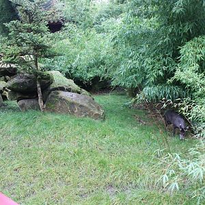 Enclosure Tufted deer