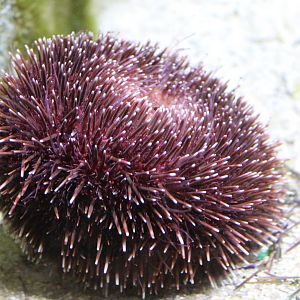 Sea-urchin