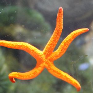 Red starfish