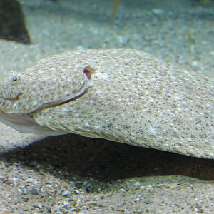Flatfish ID