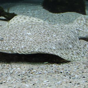 Flatfish ID