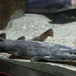 Small-spotted catsharks