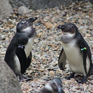 Two Penguins At Africa Rocks