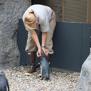 Keeper and African penguin at Africa Rocks