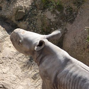 6 day old male Eastern Black Rhino calf
