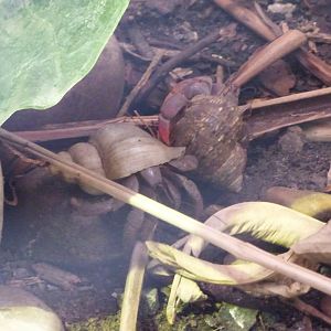 Caribbean Hermit Crab