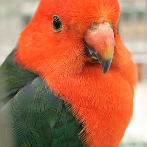 Australian king parrot